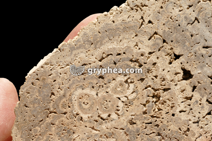 Stromatolite - gryphea.org